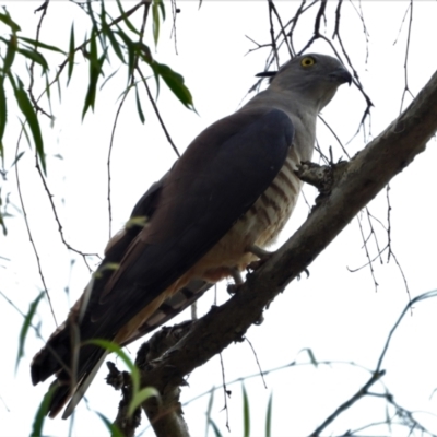 Aviceda subcristata (Pacific Baza) at Kelso, QLD - 10 Oct 2021 by TerryS