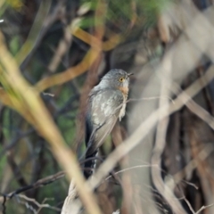 Cacomantis flabelliformis (Fan-tailed Cuckoo) at Coree, ACT - 16 Oct 2021 by wombey