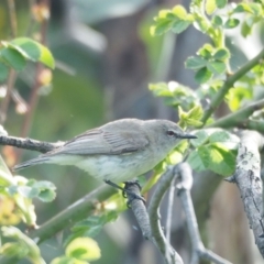 Gerygone fusca (Western Gerygone) at Holt, ACT - 16 Oct 2021 by wombey