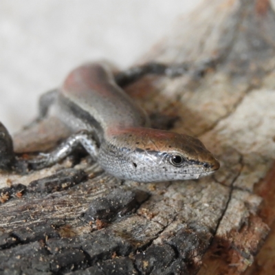 Lampropholis delicata (Delicate Skink) at Kambah, ACT - 15 Oct 2021 by MatthewFrawley