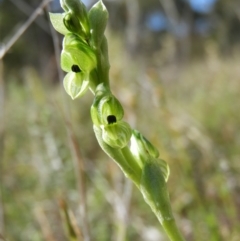 Hymenochilus bicolor (Black-tip Greenhood) at Kambah, ACT - 15 Oct 2021 by MatthewFrawley