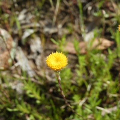 Leptorhynchos squamatus (Scaly Buttons) at Mount Taylor - 15 Oct 2021 by MatthewFrawley