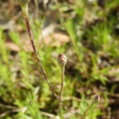 Leptorhynchos squamatus at Kambah, ACT - 16 Oct 2021 09:50 AM