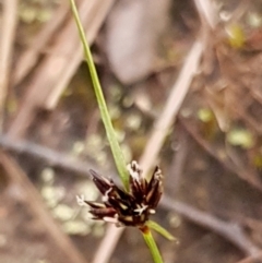 Schoenus apogon (Common Bog Sedge) at Cook, ACT - 14 Oct 2021 by drakes