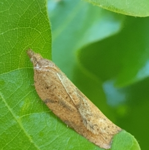 Constrictana group constrictana at Turner, ACT - 17 Oct 2021 12:09 PM