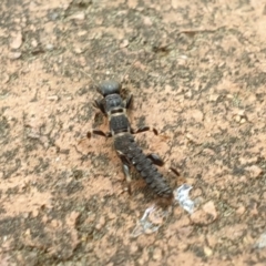 Metoligotoma sp. (genus) (Webspinner) at Turner, ACT - 12 Oct 2021 by LD12