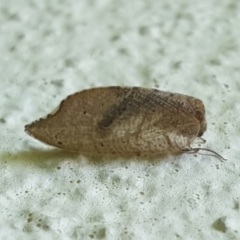 Drepanacra binocula (Notched brown lacewing) at Turner, ACT - 17 Oct 2021 by LD12