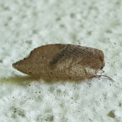 Drepanacra binocula (Notched brown lacewing) at Turner, ACT - 17 Oct 2021 by LD12