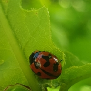 Coccinella transversalis at Turner, ACT - 17 Oct 2021 08:41 AM