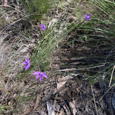 Glossodia major (Wax Lip Orchid) at Bruce Ridge to Gossan Hill - 16 Oct 2021 by Jenny54