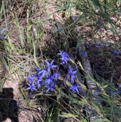 Stypandra glauca (Nodding Blue Lily) at Bruce Ridge to Gossan Hill - 16 Oct 2021 by Jenny54