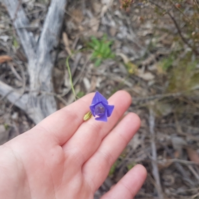 Wahlenbergia luteola (Yellowish Bluebell) at Mount Jerrabomberra - 13 Oct 2021 by ElizaL