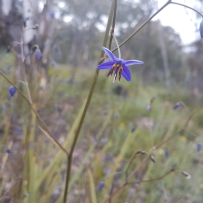 Dianella revoluta (Black-Anther Flax Lily) at Mount Jerrabomberra - 13 Oct 2021 by ElizaL