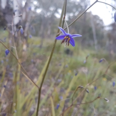 Dianella revoluta (Black-Anther Flax Lily) at Karabar, NSW - 13 Oct 2021 by ElizaL