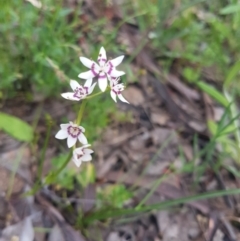 Wurmbea dioica subsp. dioica (Early Nancy) at Karabar, NSW - 13 Oct 2021 by ElizaL