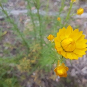 Xerochrysum viscosum at Karabar, NSW - 13 Oct 2021