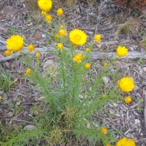 Xerochrysum viscosum at Karabar, NSW - 13 Oct 2021