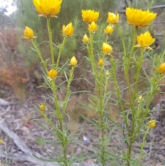 Xerochrysum viscosum at Karabar, NSW - 13 Oct 2021