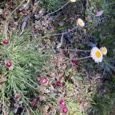 Leucochrysum albicans subsp. tricolor (Hoary Sunray) at Bruce, ACT - 17 Oct 2021 by Jenny54