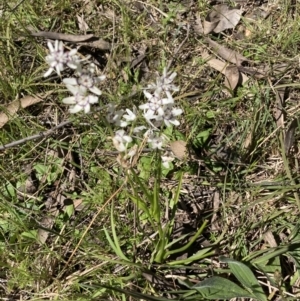 Wurmbea dioica subsp. dioica at Bruce, ACT - 17 Oct 2021