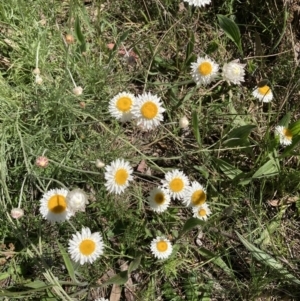 Leucochrysum albicans subsp. tricolor at Bruce, ACT - 17 Oct 2021