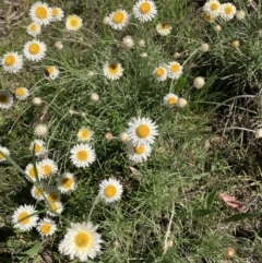 Leucochrysum albicans subsp. tricolor at Bruce, ACT - 17 Oct 2021 11:25 AM