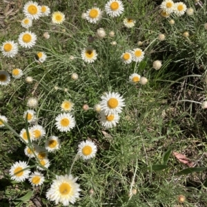 Leucochrysum albicans subsp. tricolor at Bruce, ACT - 17 Oct 2021