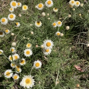 Leucochrysum albicans subsp. tricolor at Bruce, ACT - 17 Oct 2021 11:25 AM