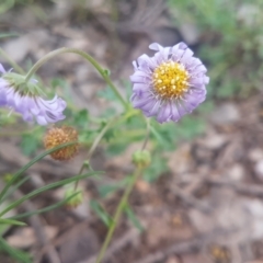 Calotis cuneifolia (Purple Burr-daisy) at Karabar, NSW - 8 Oct 2021 by ElizaL