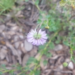 Calotis cuneifolia at Karabar, NSW - 8 Oct 2021 06:15 PM