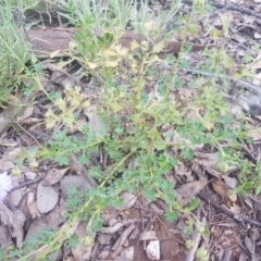 Calotis cuneifolia at Karabar, NSW - 8 Oct 2021 06:15 PM