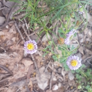 Calotis cuneifolia at Karabar, NSW - 8 Oct 2021 06:15 PM