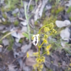 Drosera gunniana (Pale Sundew) at Mount Jerrabomberra - 28 Sep 2021 by ElizaL