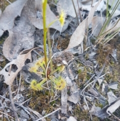 Drosera gunniana at Karabar, NSW - 28 Sep 2021