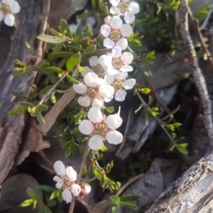 Leptospermum obovatum at Karabar, NSW - 8 Oct 2021 06:05 PM