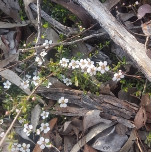 Leptospermum obovatum at Karabar, NSW - 8 Oct 2021 06:05 PM