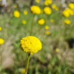 Craspedia variabilis (Common Billy Buttons) at Watson, ACT - 16 Oct 2021 by sbittinger