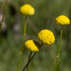 Craspedia variabilis at Watson, ACT - suppressed