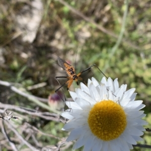 Harpobittacus australis at Watson, ACT - 17 Oct 2021