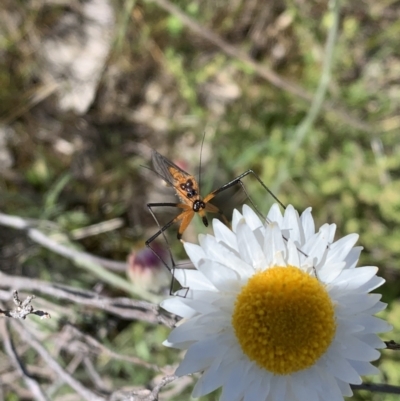Harpobittacus australis (Hangingfly) at Mount Majura - 17 Oct 2021 by BronClarke