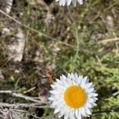 Harpobittacus australis at Watson, ACT - 17 Oct 2021 11:13 AM