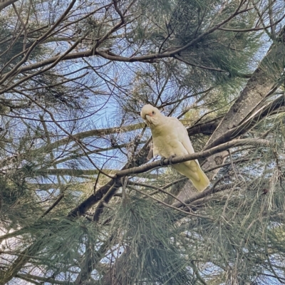 Cacatua sanguinea (Little Corella) at Greenway, ACT - 30 Sep 2021 by dhaagun