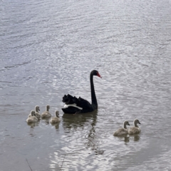 Cygnus atratus (Black Swan) at Lake Tuggeranong - 30 Sep 2021 by dhaagun