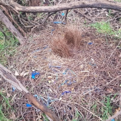 Ptilonorhynchus violaceus (Satin Bowerbird) at Uriarra Village, ACT - 15 Oct 2021 by jeremyahagan