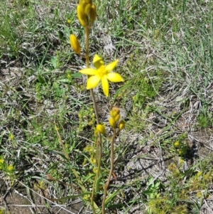 Bulbine sp. at Coree, ACT - 17 Oct 2021 11:01 AM