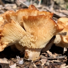 Unidentified Cup or disk - with no 'eggs' at Molonglo Valley, ACT - 17 Oct 2021 by KMcCue