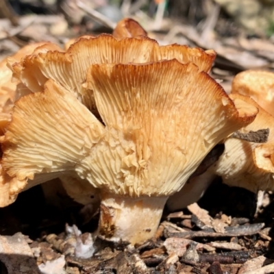 Unverified Fungus at Molonglo Valley, ACT - 17 Oct 2021 by KMcCue
