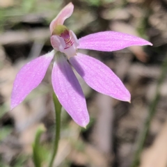 Caladenia carnea (Pink Fingers) at Stony Creek Nature Reserve - 17 Oct 2021 by MeganDixon