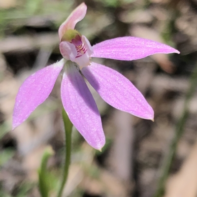 Caladenia carnea (Pink Fingers) at Stony Creek Nature Reserve - 17 Oct 2021 by MeganDixon