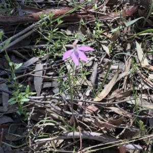 Caladenia carnea at Carwoola, NSW - 17 Oct 2021